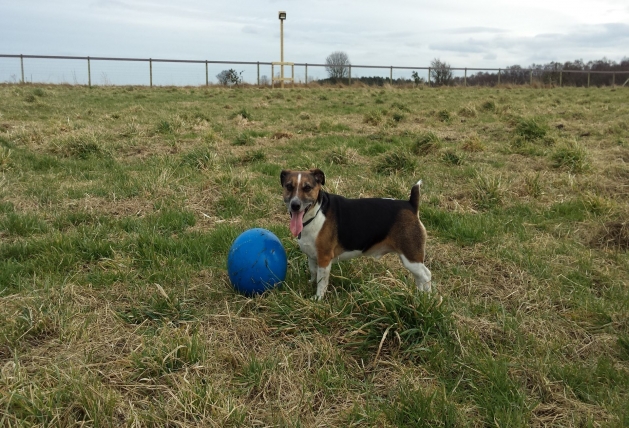 Norbreck Canine Centre. The North East Dog Training & Activity Centre for Northumberland & Newcastle